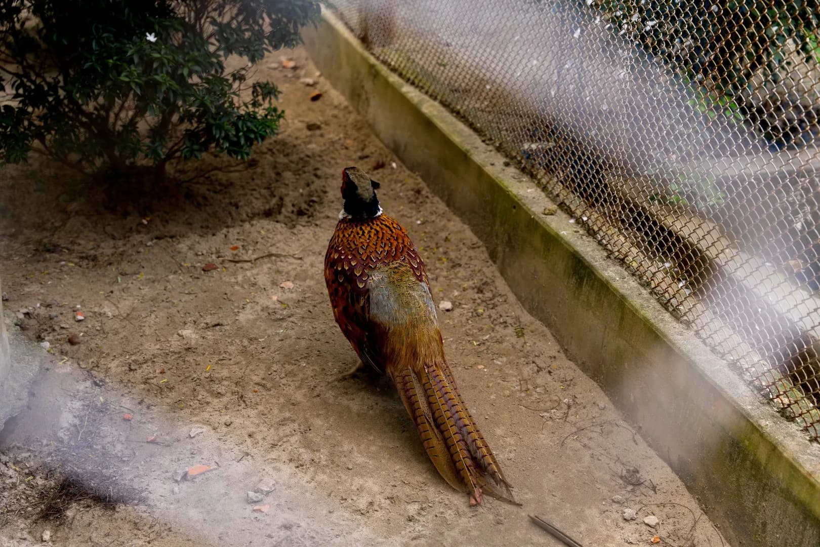 A pheasant in the mini zoo