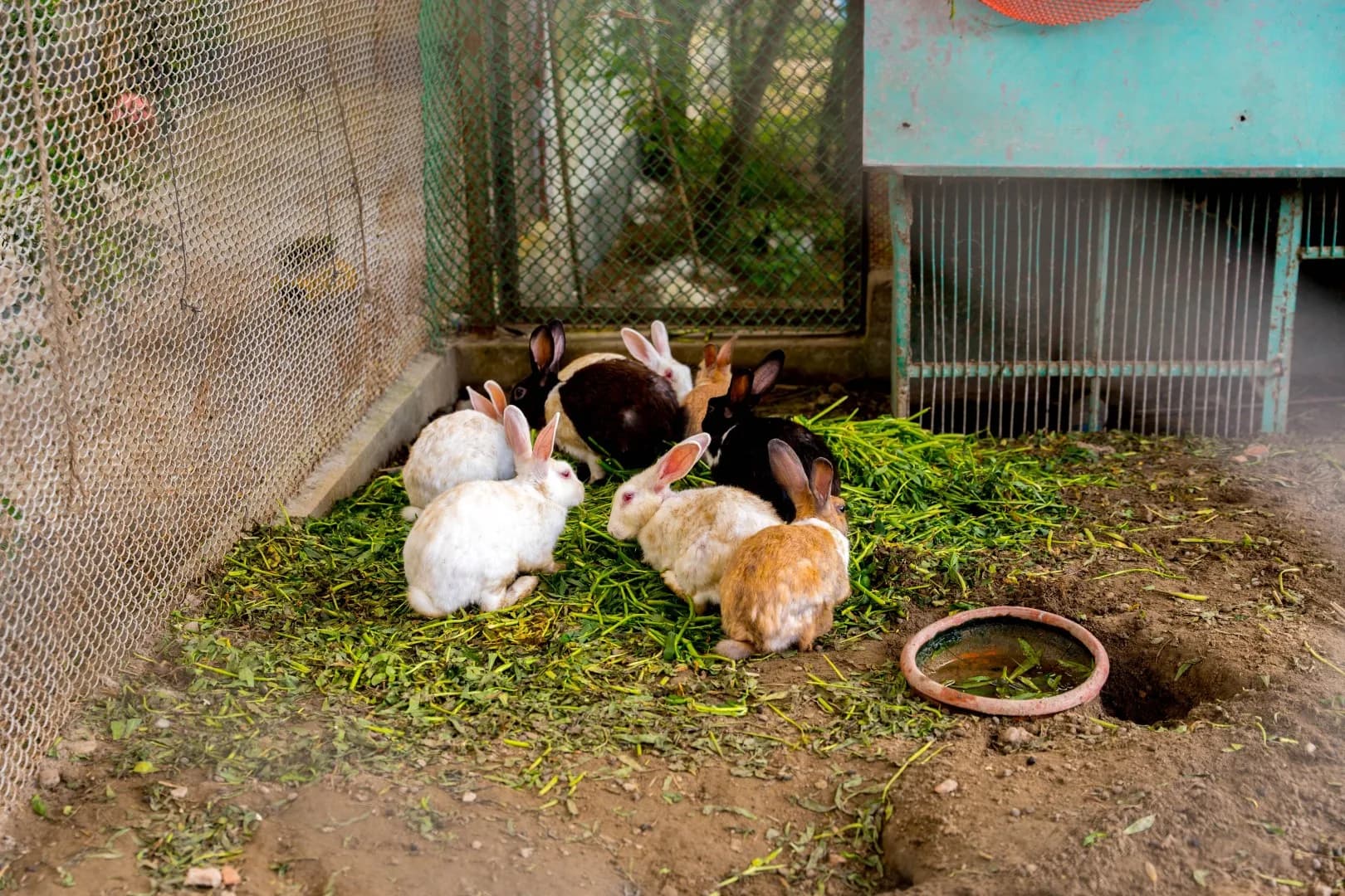 Rabbits in the mini zoo